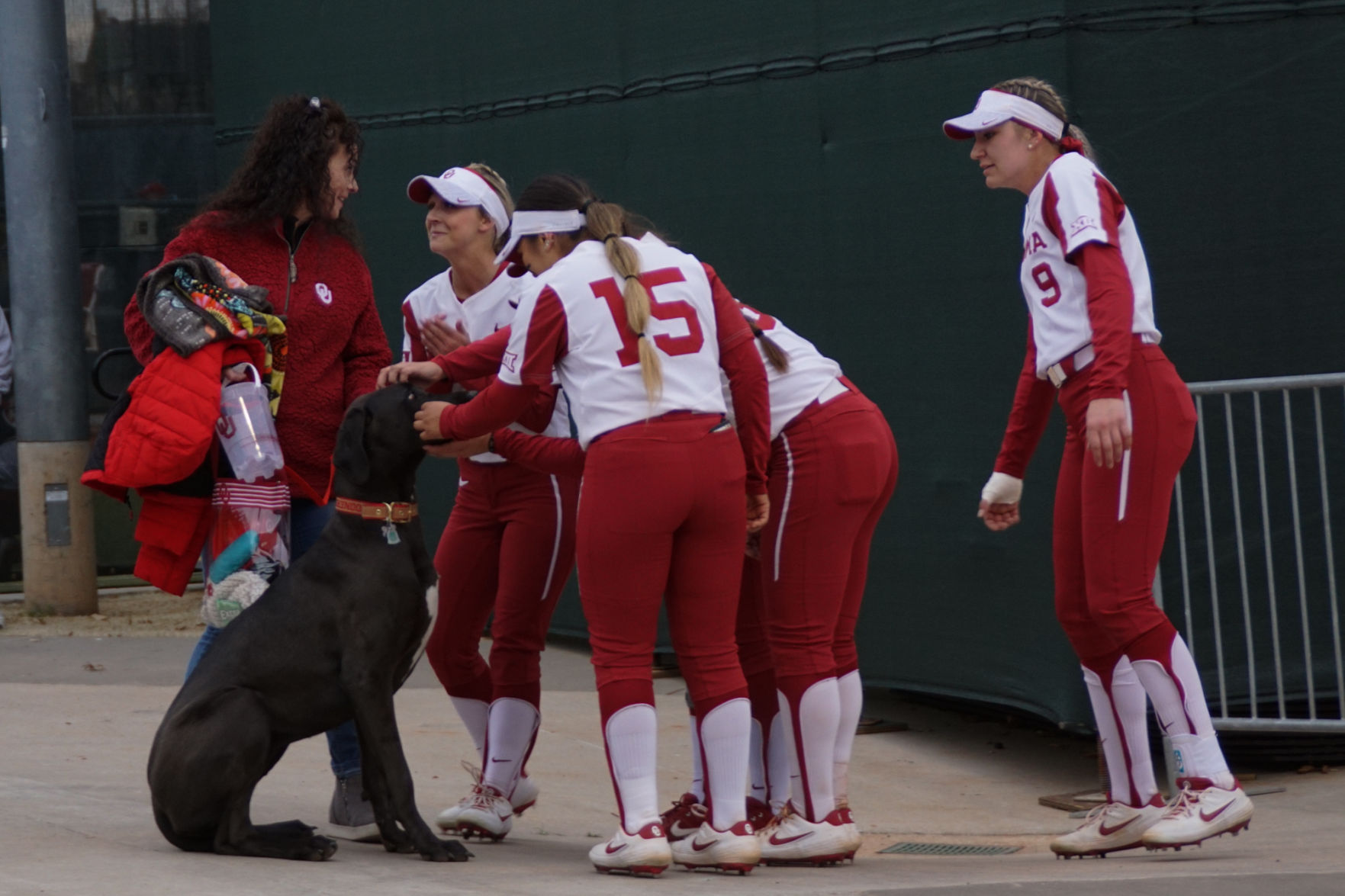 Dog with Sooners